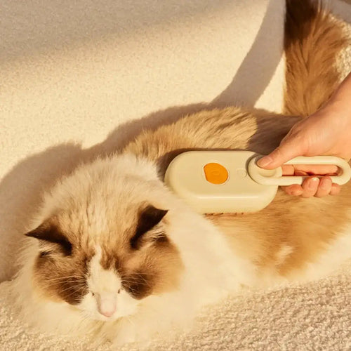 Brush Cleaning Steam